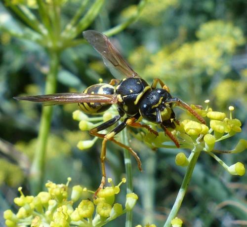 Polistes dominula